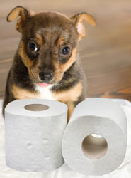 Puppies and dogs can suffer from urinary tract infections.