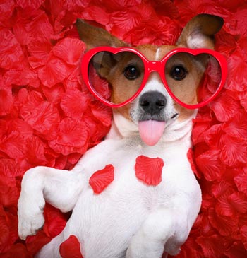 Dogs can participate safely in Valentine’s Day fun.