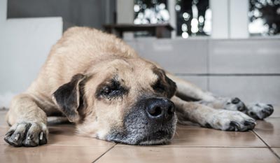 Vestibular syndrome can cause a head tilt in dogs. Vestibular syndrome can cause vomiting in dogs.