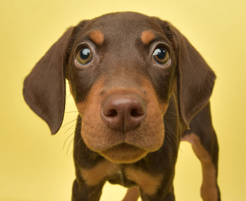 Dogs with von Willebrand might bleed uncontrollably. Von Willebrand disease affects clotting in dogs.