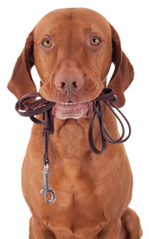 Walking your dog is healthy for both of you. Walking is great exercise for dogs.