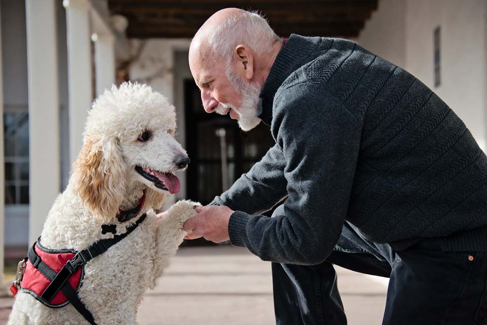 People are aided by service and therapy dogs every day. Service and therapy dogs can help humans.