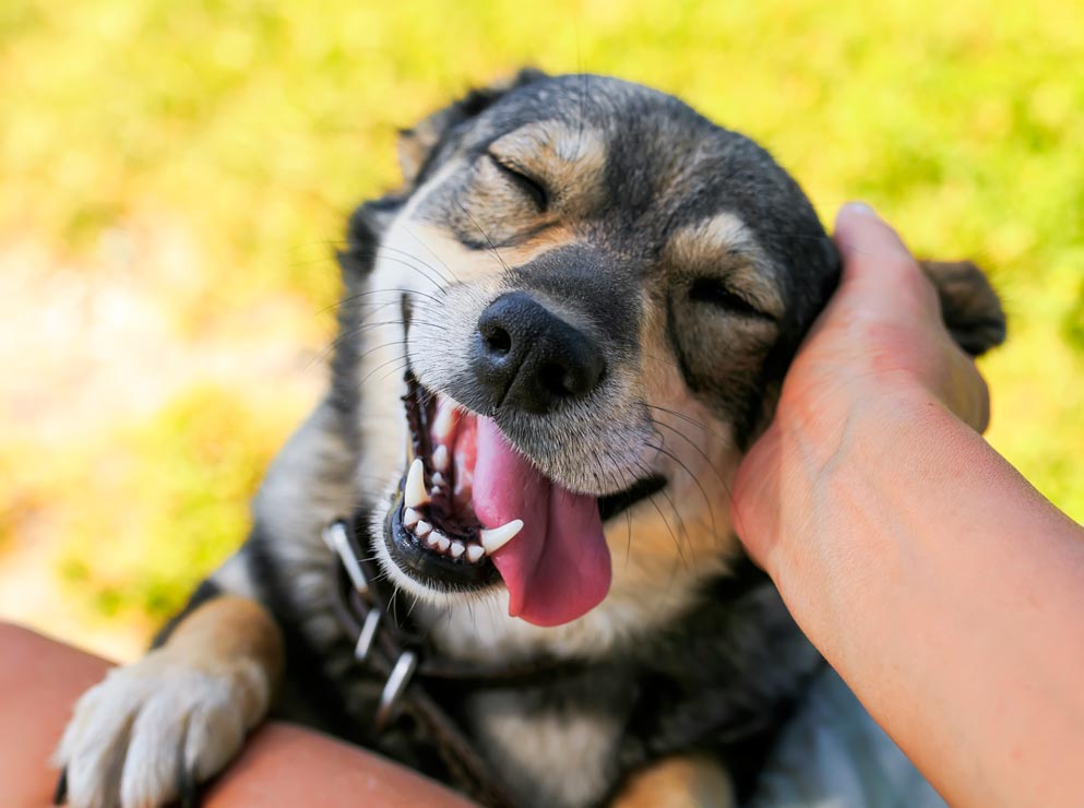 These are easy ways to keep your dog healthy. Use these tips to keep your dog healthy.