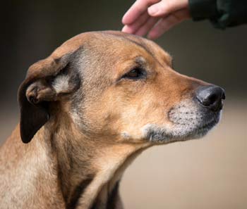 Learn study results for early graying in dogs.