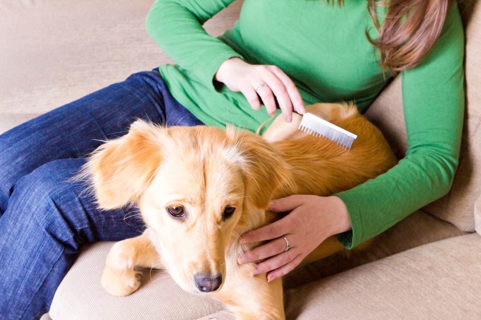 Learn how to help a puppy that dislikes brushing.