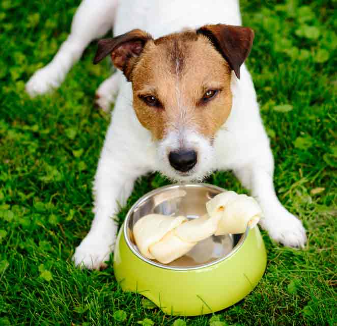 Learn how to deal with canine food guarding.