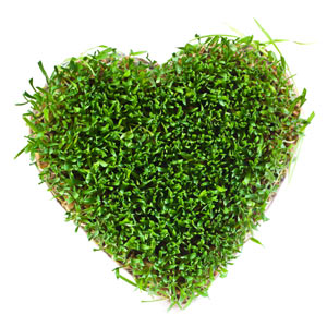 Wheatgrass is packed with vitamins.