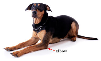 Where is the elbow on a dog?
