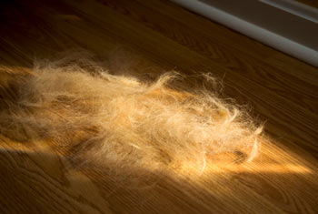 Find out which dog breeds shed the most and why. Learn why dogs shed and which shed the least.