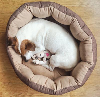 Here’s why some dogs circle before lying down.