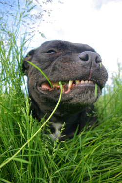 Dogs eat grass for a variety of reasons.