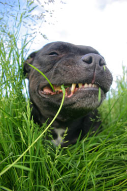 why do dogs eat grass and is it good for them