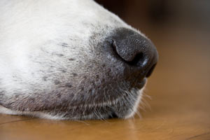 Do a dog's whiskers serve a purpose?