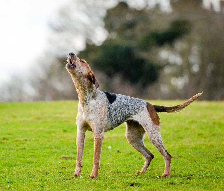 Can dogs howl at sirens