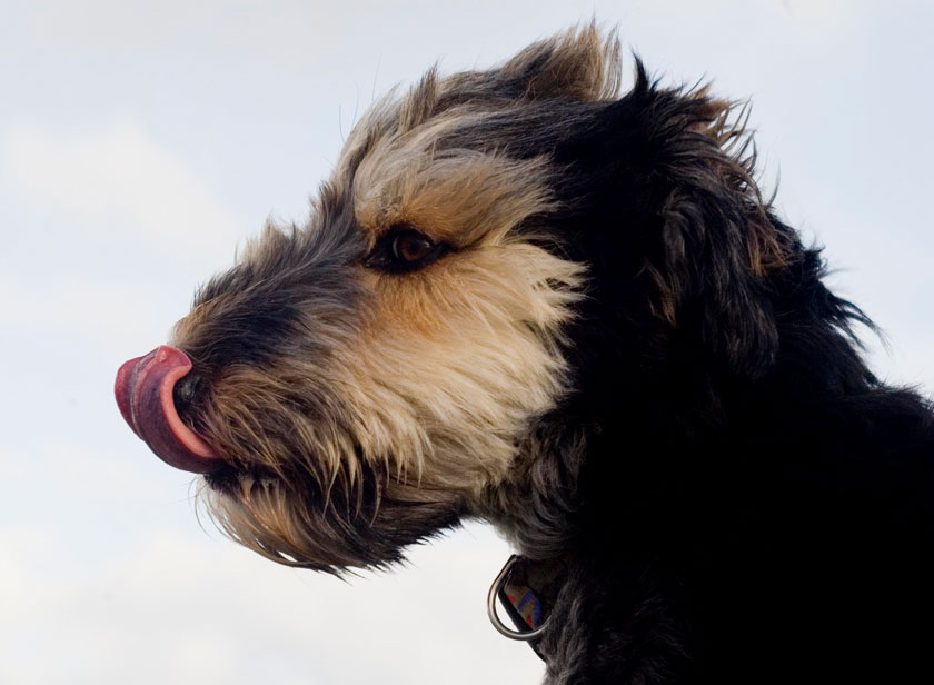 Is it a problem that your dog licks at air? Learn what causes dogs to lick air.