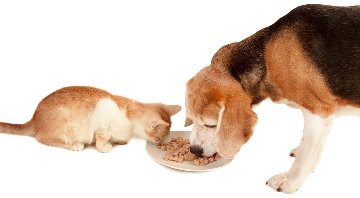 Why Do Dogs Love Cat Food?