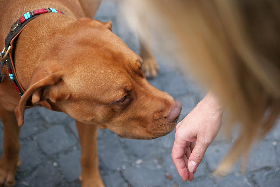 Learn why dogs sniff some people more.