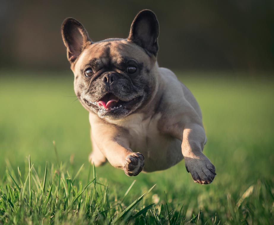 Learn why some dogs constantly try to run away.