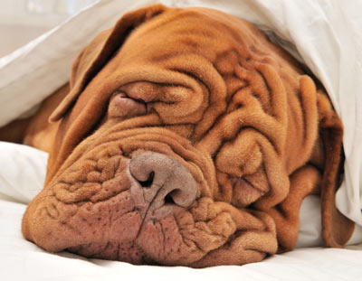 Learn why dogs snore and how you can stop it.