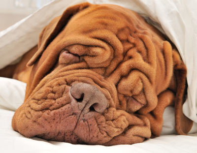 Why is your dog snoring and waking you up? Learn why dogs snore and how you can stop it.