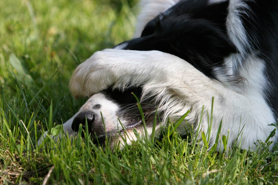 Dogs guilty looks are appeasement behaviors. Learn why some dogs look guilty sometimes.