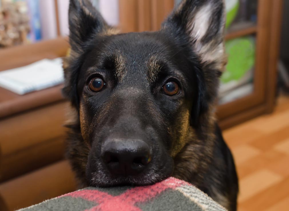 Learn why some dogs stare intently at their humans.