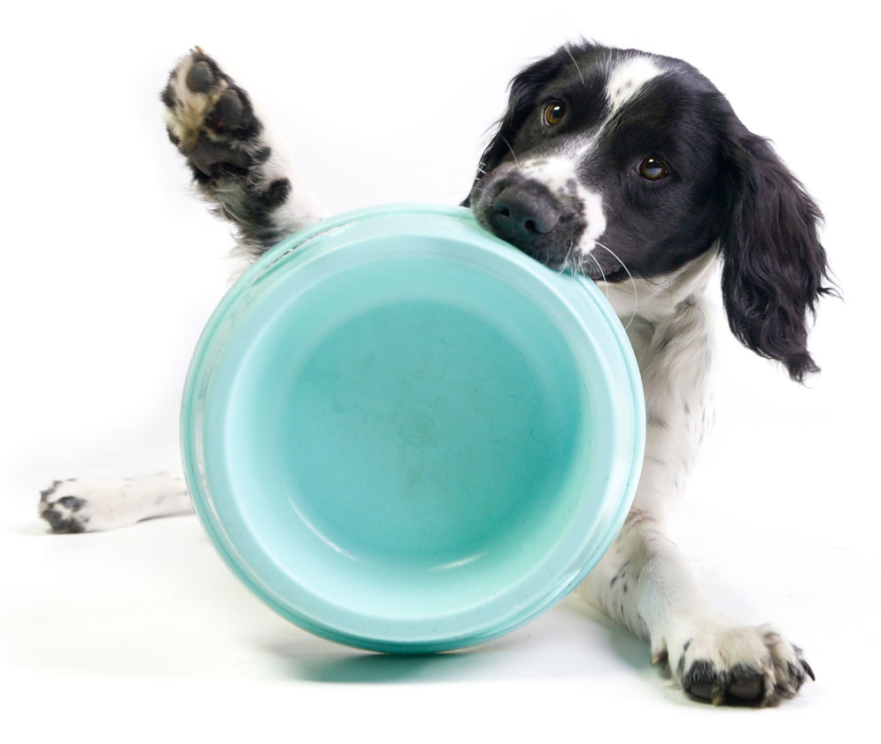 Why do some dogs always seem to be starving? Why do dogs love food so much.