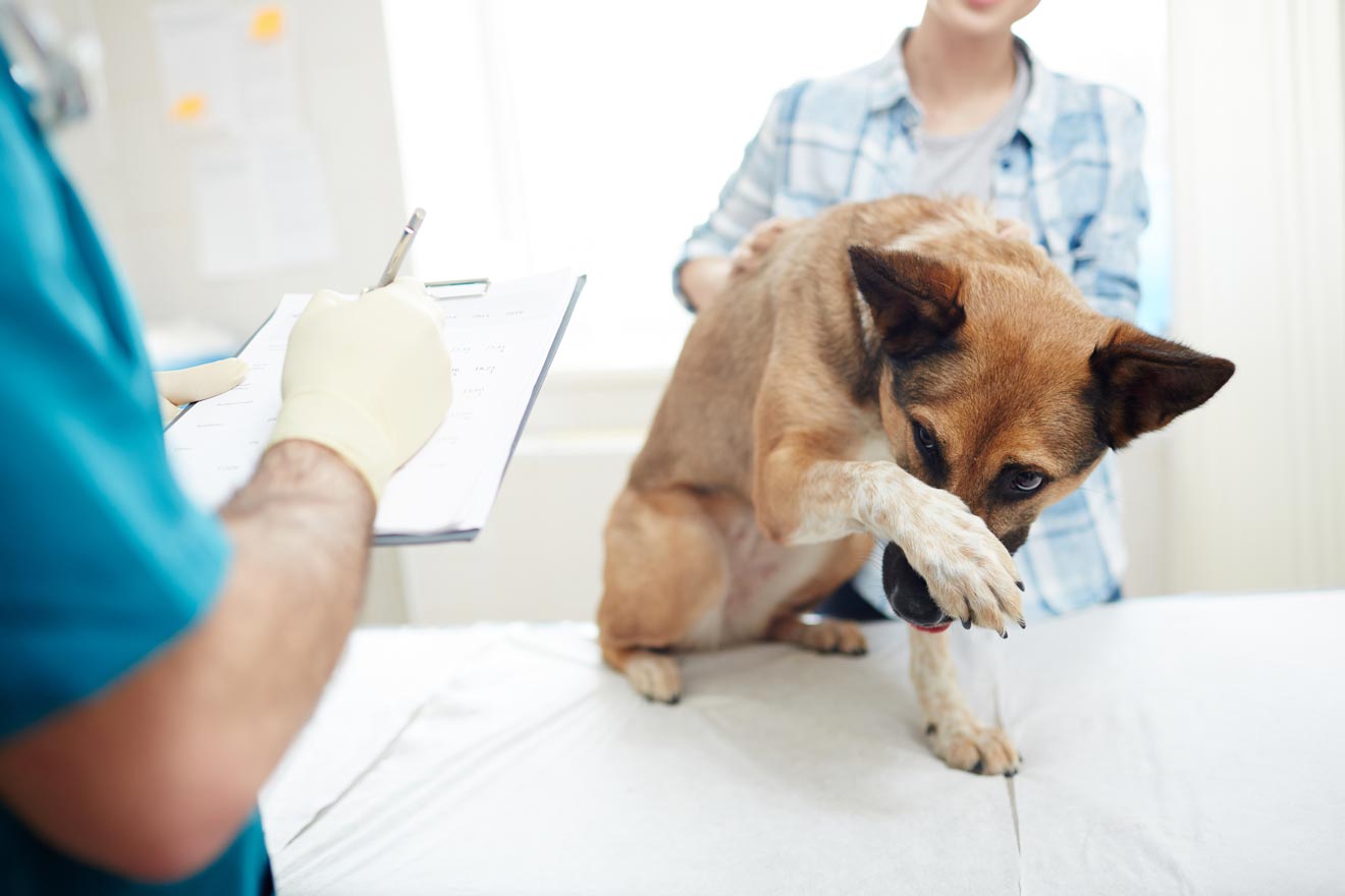 Learn why some dogs don’t behave at the vet.
