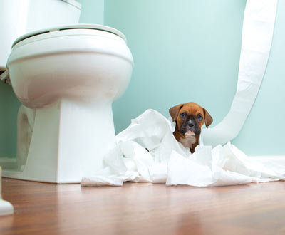 Why do dogs follow people into the bathroom?