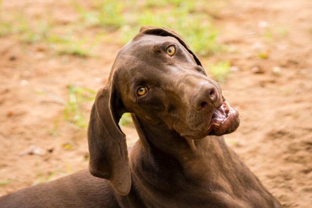 Find out how to get your dog to come when you call. Learn why dogs ignore you when you call them.