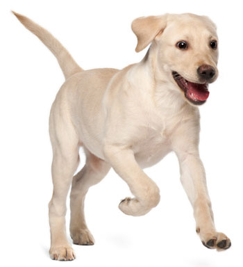 Why do dogs chase cars and vacuums? Learn why dogs chase cars and vacuums.
