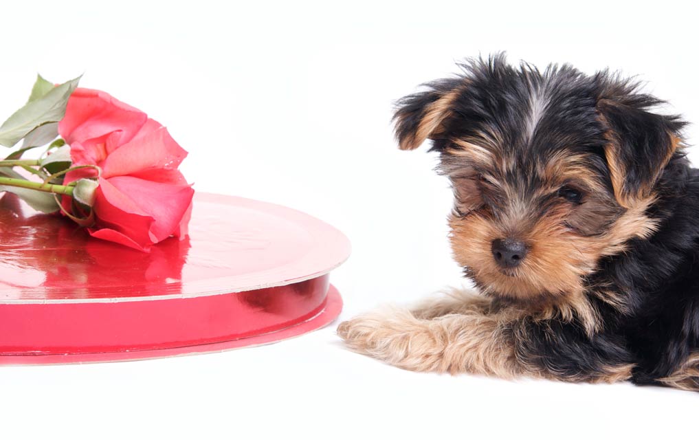 Why is chocolate bad for dogs? Dogs are sensitive to the chemicals in chocolate. Chocolate toxicity in dogs is a dangerous condition.