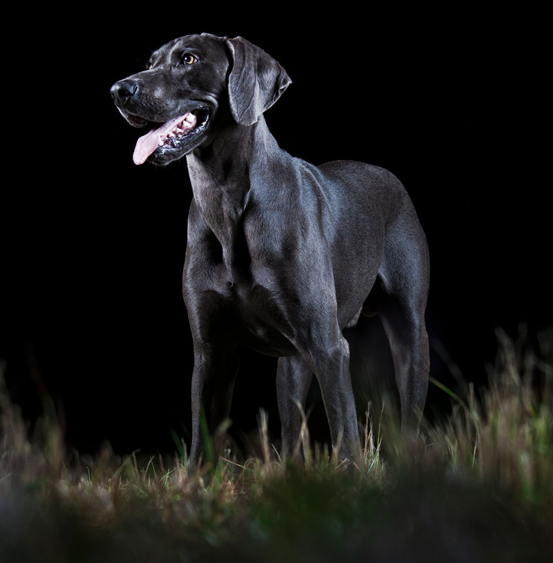 Learn the reasons dogs pace at night.