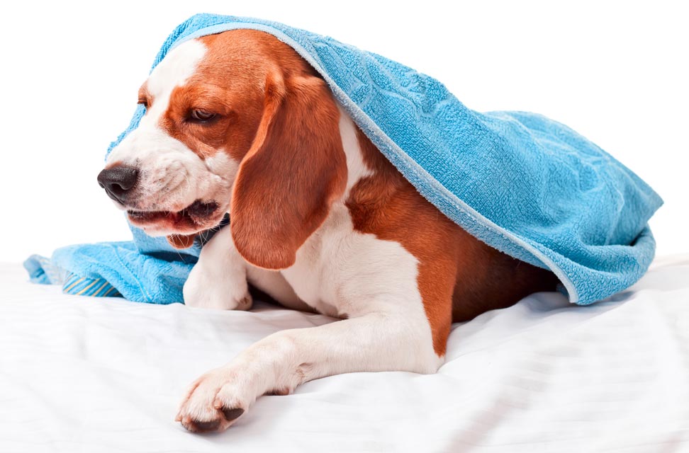 Why Is My Dog Coughing? Dogs cough for a variety of reasons. Learn the common causes of coughing in dogs.