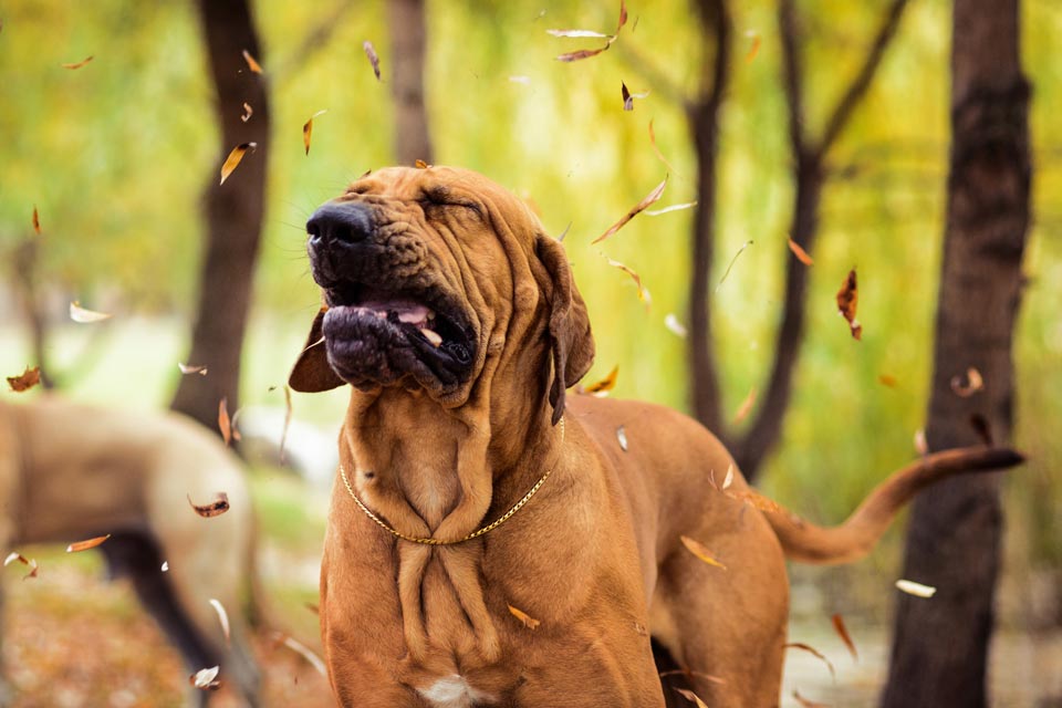 Learn why dogs sneeze.