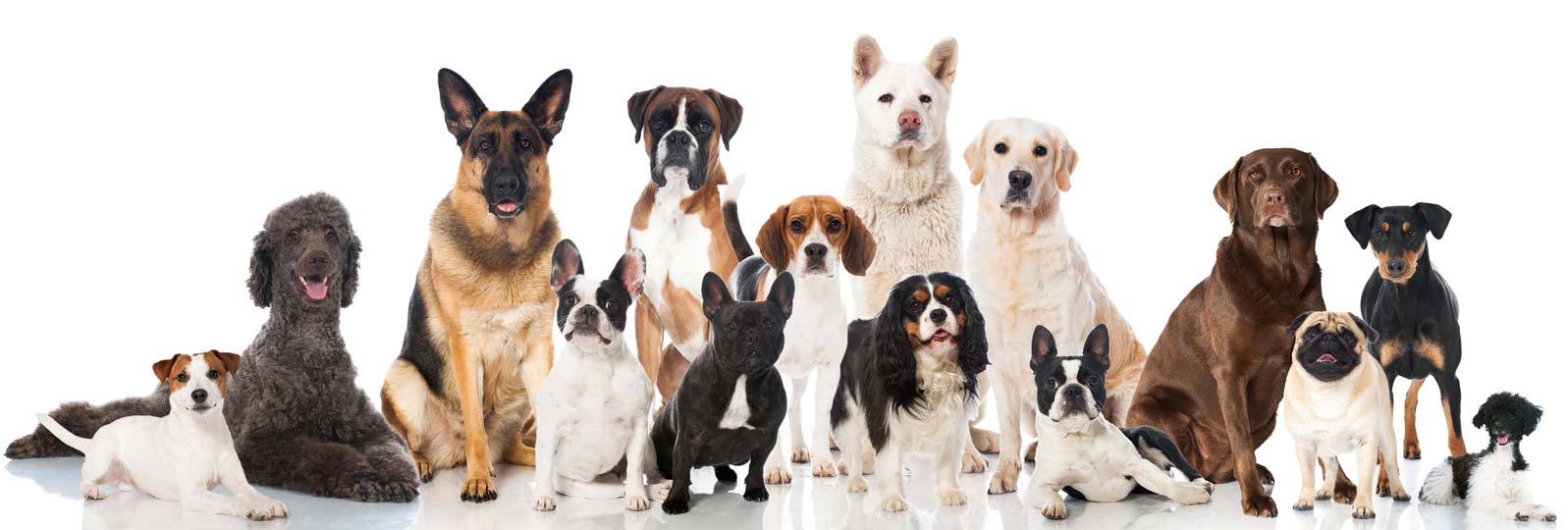 Dogs do a bigger variety of jobs for people than cats do. Why are there more variations in dog breeds than cat breeds?
