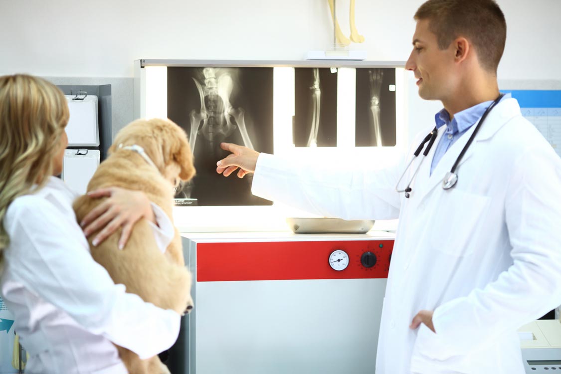 Canine x-rays can give a vet lots of information. X-rays can be a useful diagnostic tool in dogs.