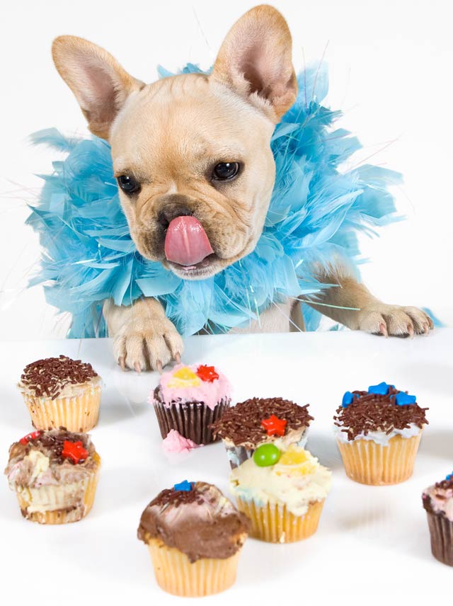 As a natural sugar substitute, xylitol is showing up in more human products. Xylitol is an extremely toxic substance for dogs.