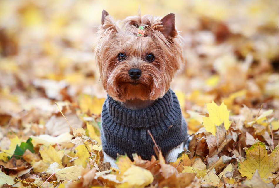 Yorkies are small dogs with big attitudes.