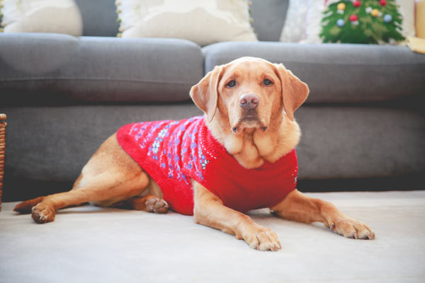 Your dog may have to get used to wearing a sweater Your dog may have to get used to wearing a sweater