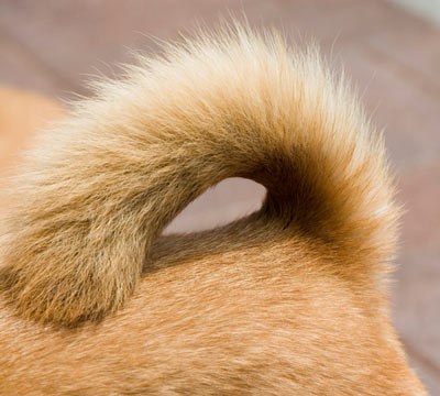 Your dog’s tail can communicate a lot.
